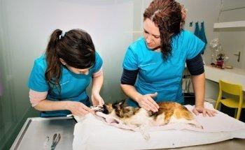 Dierenartsenpraktijk Een hart voor pootjes