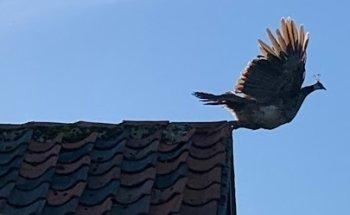 Vogel- En Zoogdierenopvangcentrum