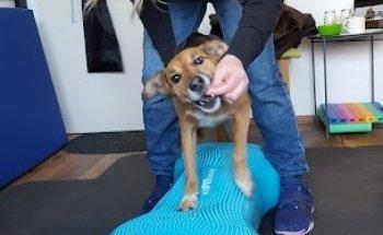 FellphysioFee - Physiotherapie für Hunde -