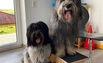 Hundephysiotherapie Steffi Baumann