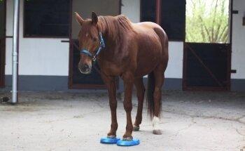 Equinelan - Pferdephysiotherapie und Pferdeosteopathie - Annina Kieck