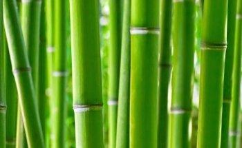 Daniela Bockius, Osteopathie für Säuglinge, Kinder und Erwachsene