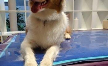 footprints Tierphysiotherapie