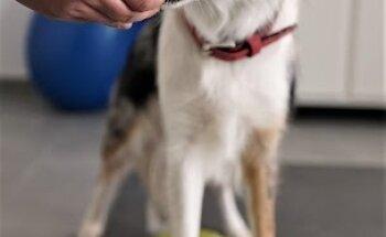 Hundephysiotherapie Krenn | Kehl | Rheinau | Achern | Offenburg- Willstätt