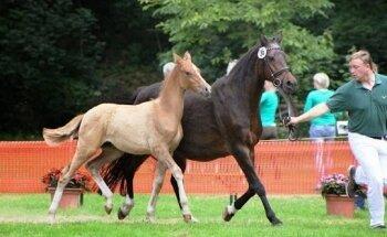 Verena Grunwald - prakt. Tierärztin - Physiotherapie für Pferde