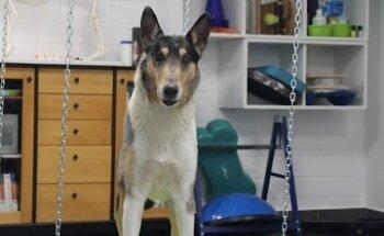 HOP Moni Hiller Hunde Osteopathie & Physiotherapie