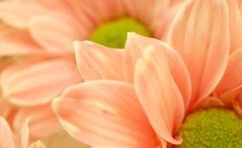 Renate Dornhofer - Heilpraktikerin für Osteopathie