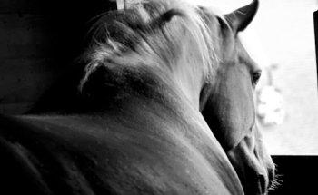 Pferdeosteopathie & Hippotherapie J. Rennette