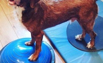 PFOTENKUNDE Hundephysiotherapie u. Osteopathie