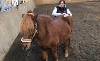 Tierphysiotherapie Sylvia Jesse