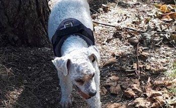 Hundephysiotherapie Werdan