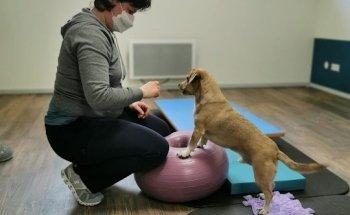 bellwegbar-Praxis für Hundephysiotherapie