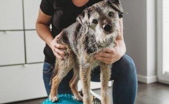 Rehanimal- Therapiezentrum für Tiere Osteopathie, Physiotherapie, Chiropraktik, Naturheilkunde