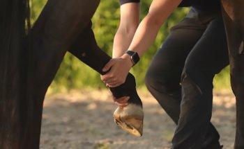 Pferdetherapie Aileen Lindhorst Pferdephysiotherapie Pferdeosteopathie NRW