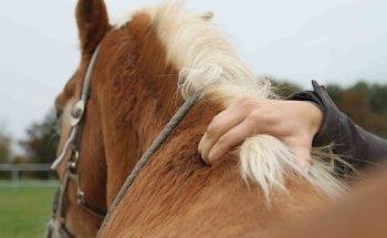 Therapie & Training Pferdephysio Friederike Vortkamp