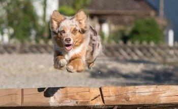 Tiertherapie Allgäu