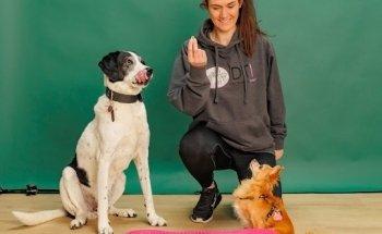 Das tierische Institut - DTI Inh. Jane Meier