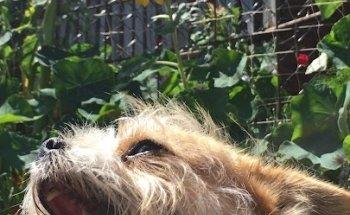 Praxis für Hundephysiotherapie und Osteopathie