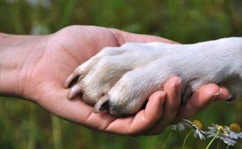 Fitte Pfote macht Ihren Hunde mobil, bei Therapie, Sport und Spiel