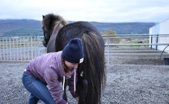 Pferdeosteopathie Elfers