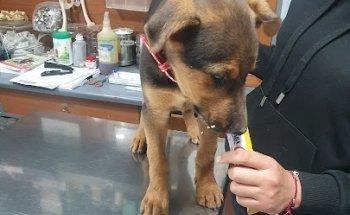 Veterinaria Patricio Roco Argandona y Compañía