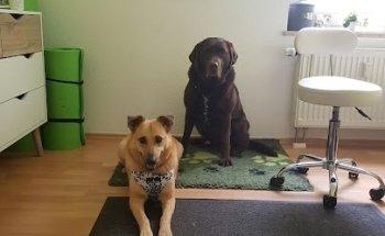 DOGSPHYSIO-Hundephysiotherapie