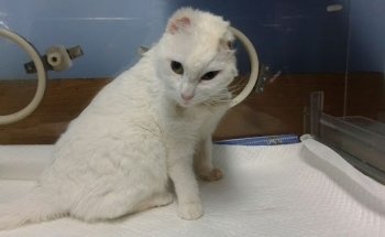 Clinica Veterinaria Doctores Meneses