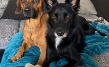 Wunsch-Therapie/ Hundephysiotherapie