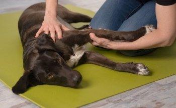 IN BEWEGUNG - Physiotherapie für Hunde