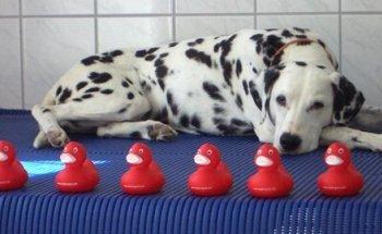 Praxis für Tierphysiotherapie und Naturheilkunde Claudia Benigni