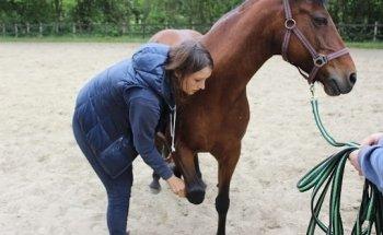 Luisa Paschke - Ganzheitliche Pferdetherapie