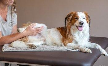 Hundephysiotherapie & Osteopathie Claudia Weber