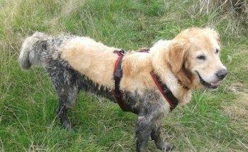 Praxis für Tierphysiotherapie und Osteopathie Lisa van Bebber