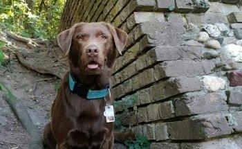 Tierphysiotherapie Tanja Schäfer