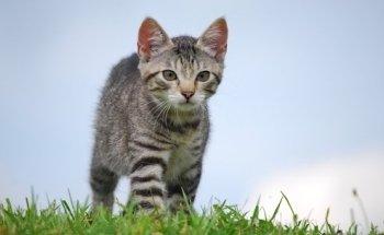 Glücksfell Therapie Lea Sauerbier