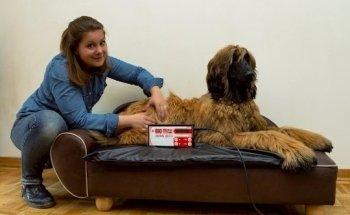 Tierphysiotherapiepraxis Flinke Pfote