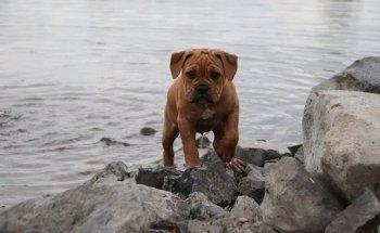 Oscanis - Praxis für Tiergesundheit