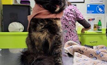 Clínica Veterinaria CEMVET