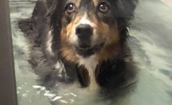 Zen Den Animal Wellness & Rehabilitation