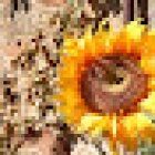 I Girasoli - centro di psicoterapia e terapie olistiche