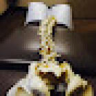 Pure Life Family Chiropractic