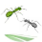 Desinsectaciones EDUMA, S.L.