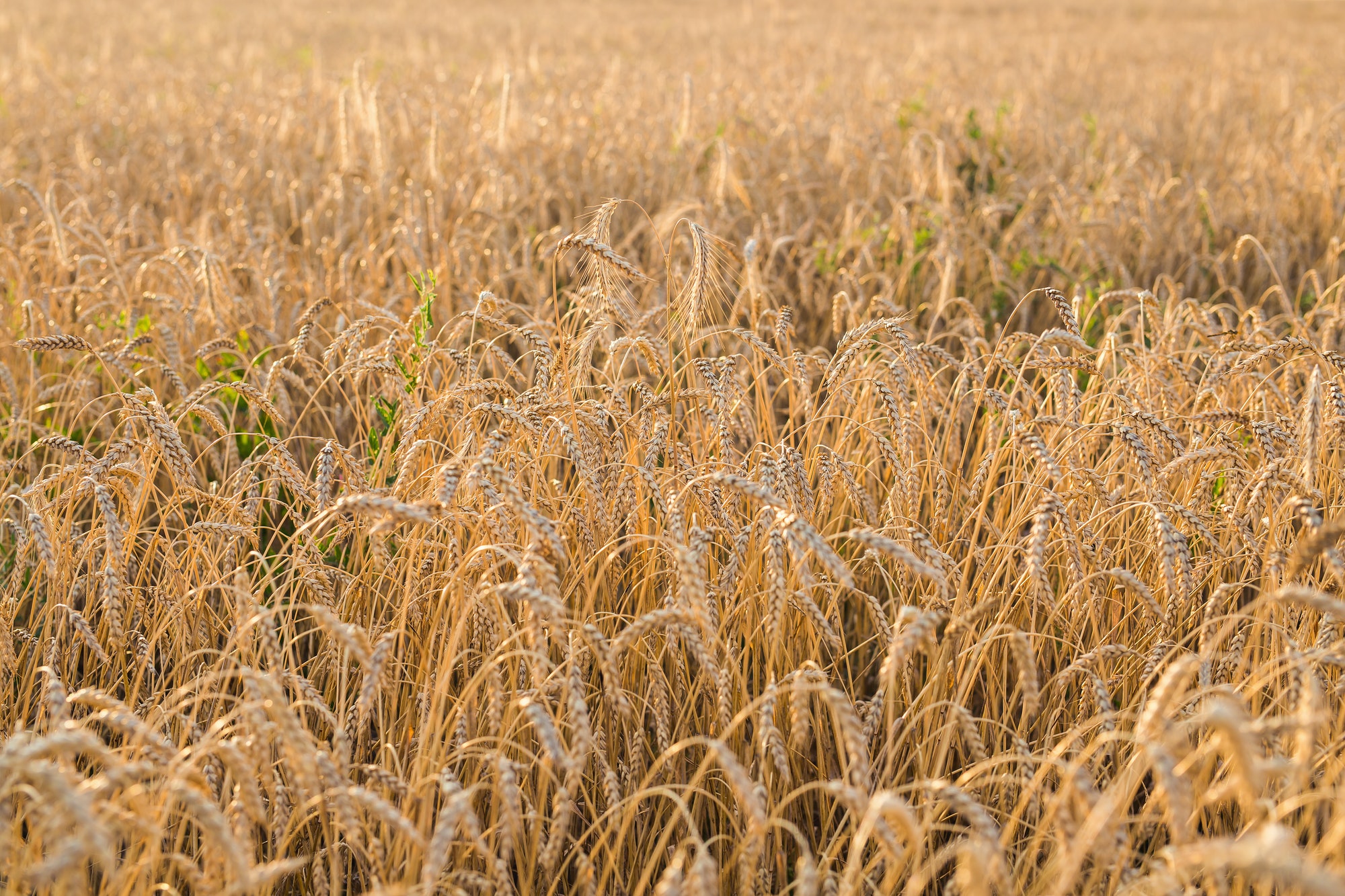 Características principales de la cerveza de centeno