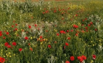 Funeraria Santo Cristo de la Peña, S.L.