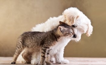 Tanatorio de La Villa de Don Fadrique