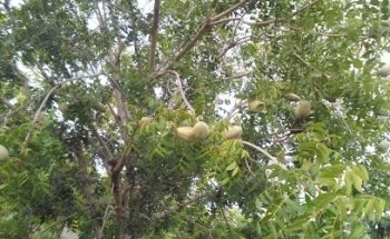 Servicios Integrales de Sinaloa Aeternus