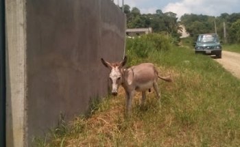 Funerales Domínguez