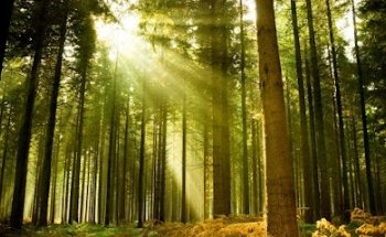 Funeraria A. Florido