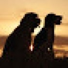 Incineracions Ecològiques S.L. (Ineco)