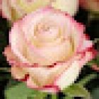 FUNERARIA LA ESPERANZA VALENCIA